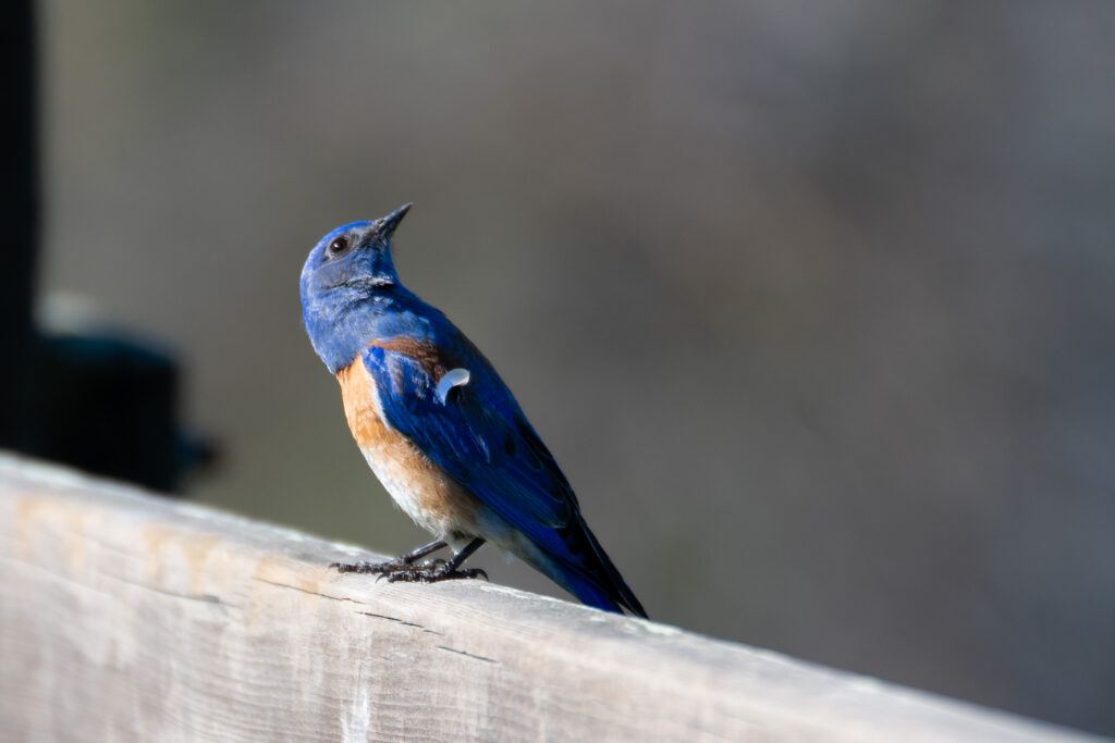 A Western Bluebird, looking curiously at its surroundings